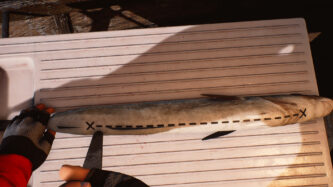 Fishing Barents Sea Latest Version