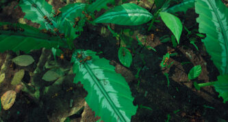 Empires of the Undergrowth DLC 2024