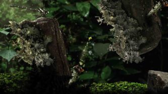 Seedlings Free Download By Steam-repacks.com