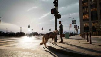 WOLF IN THE CITY Free Download By Steam-repacks.net