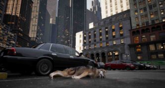 WOLF IN THE CITY Free Download By Steam-repacks.net